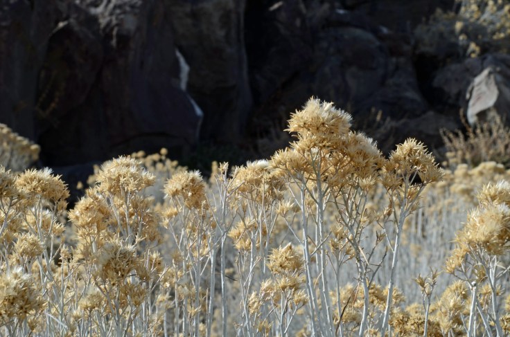 Sagebrush Flowers