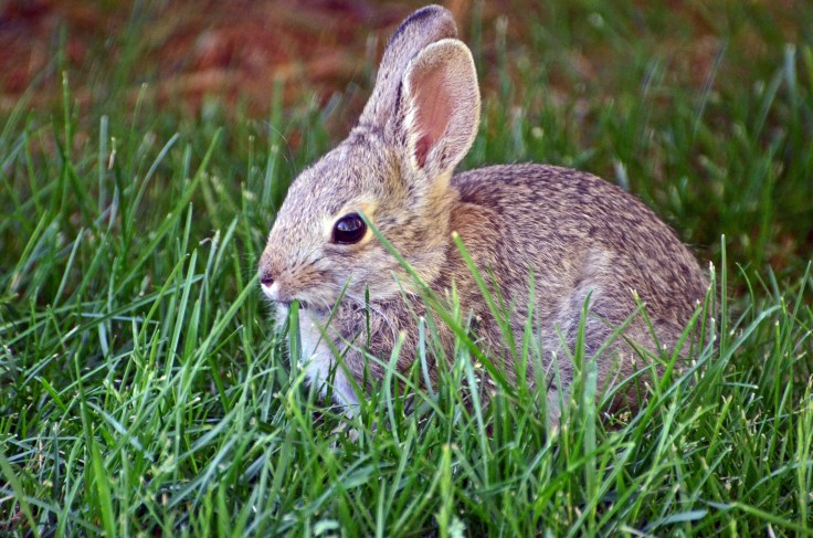 A little bunny that I named "Bluebell" eating our grass.  Isn't she adorable?