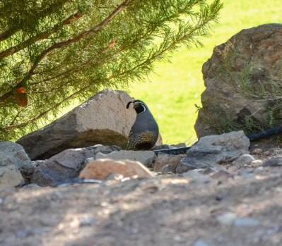 Will you join the bird watching club? Photo By: Elizabeth Preston