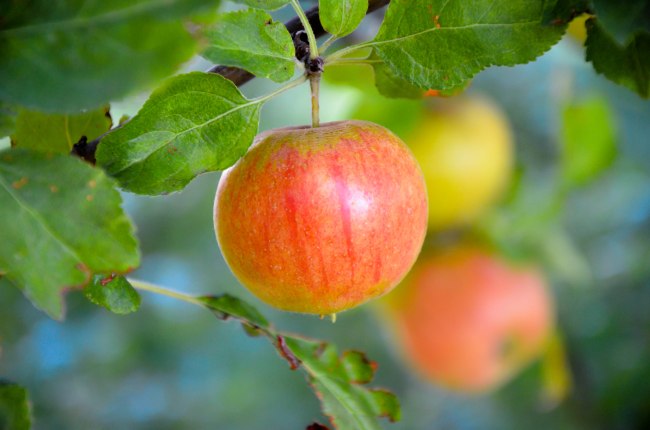 There's something about walking under an apple tree during the fall that just feels . . . good. Photo By: Elizabeth Preston