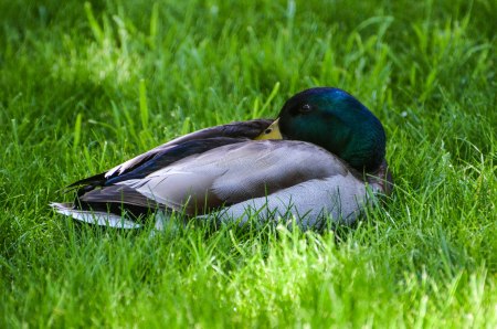 Don't bury your head when it comes to dealing with a Dark Force professor. Photo By: Elizabeth Preston