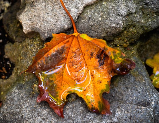 Fallen Leaf
