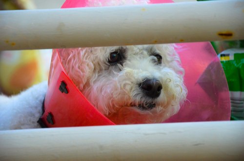 Expecting yourself to read every assigned word is like putting yourself in the cone of shame--you're just going to be miserable.  Don't put yourself in the cone of shame.  On a side note, this is my dog, she had a surgery to remove a growth that she kept chewing on, and she's healthy and cone-free now. Photo By: Elizabeth Preston