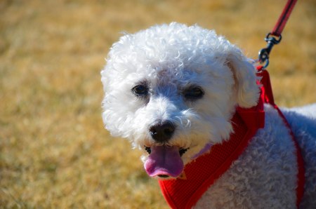 Maybe walk your dog during one of your breaks.  You get exercise and your puppy gets exercise--everybody wins!