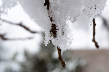 Think of the positive side of winter break ending--we're one step closer to spring. Photo By: Elizabeth Preston