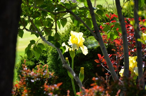 This picture reminds me of my giggling, cussing sunshine friend.  <3 Photo By: Elizabeth Preston