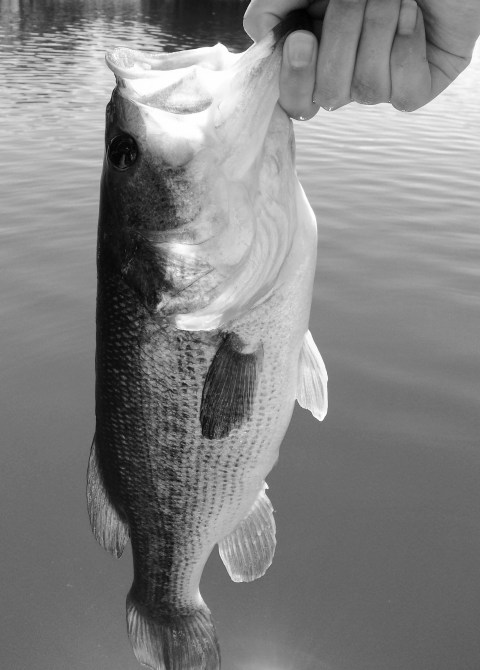 Because it's all about that bass, about that bass, no catfish.  All about that bass, about that bass, no catfish. Photo By: Elizabeth Preston