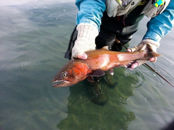 This Pyramid Lake cutthroat trout has his spawning colors on. Photo By: Elizabeth Preston