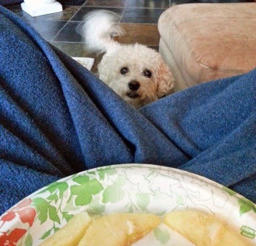 This is Sabrina begging for some frozen apples. Photo By: Elizabeth Preston