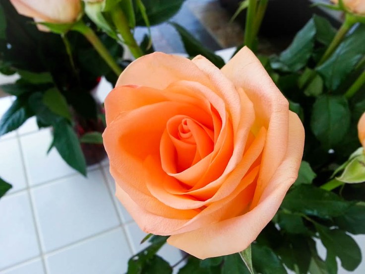 Photo By: Elizabeth Preston