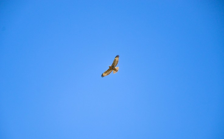 A hawk soaring in a gorgeous blue sky. Run little animals, run! Does anyone know what kind of hawk this is? Photo By: Elizabeth Preston