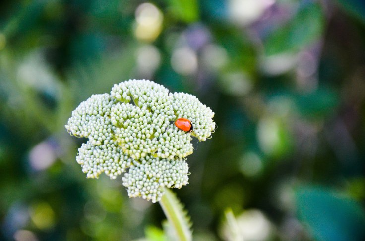 It's just a lady bug hanging out. Photo By: Elizabeth Preston
