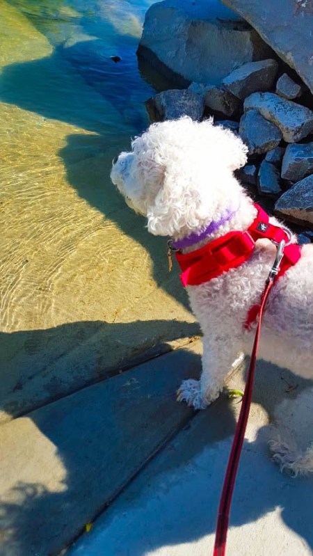 Bluish water, white dog, and red harness. Bam! Patriotic colors. Photo By: Elizabeth Preston