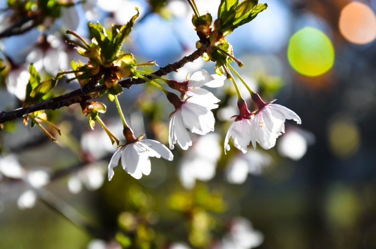 Sunlight can do great things for pictures of delicate flowers. Photo By: Elizabeth Preston