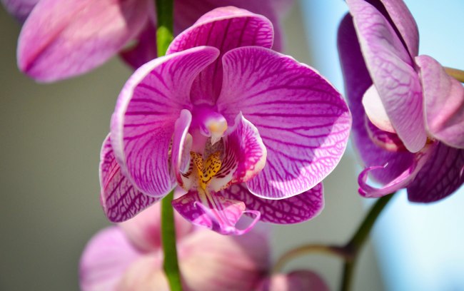 Sometimes, it's just nice to get flowers. Photo By: Elizabeth Preston