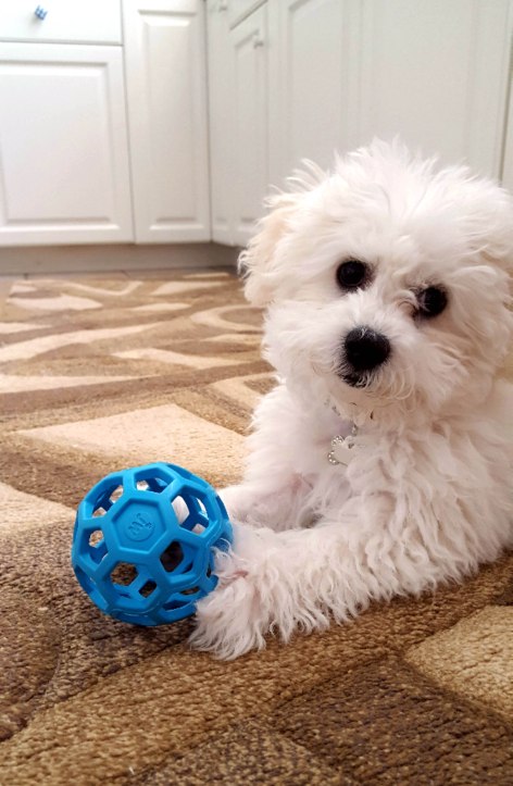 Snowie and a Ball