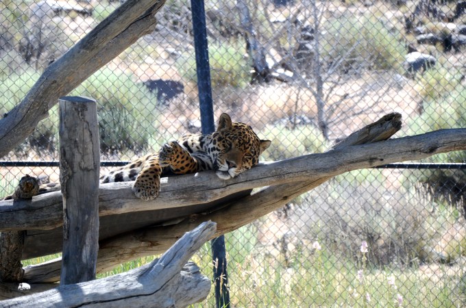 I'm Watching You -- Jaguar