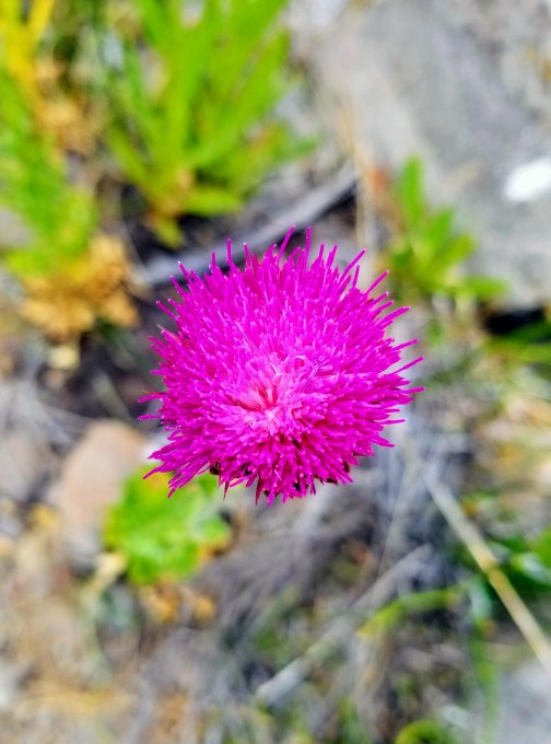 Prickly Purple