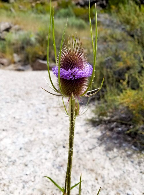 Wildflower Crown