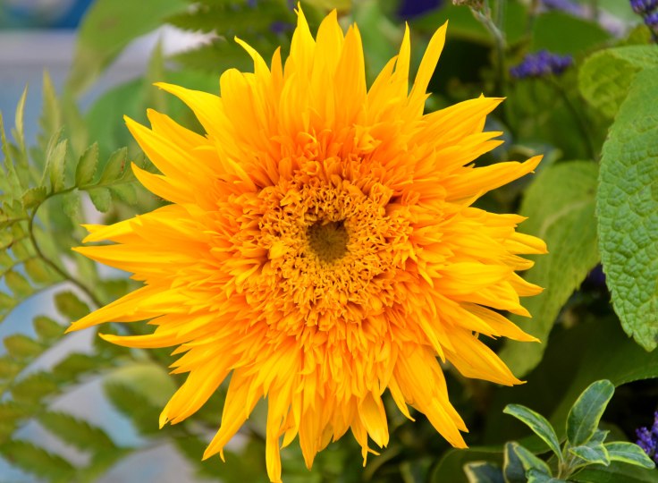 Here Comes the Sun 1.jpg