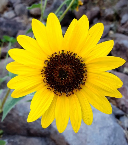 Flower for Ms. Roxie